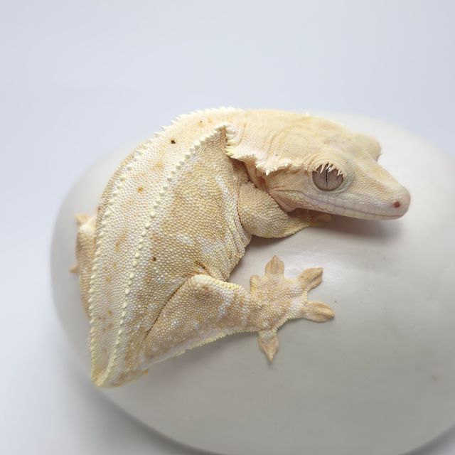 릴리100%헷아잔틱