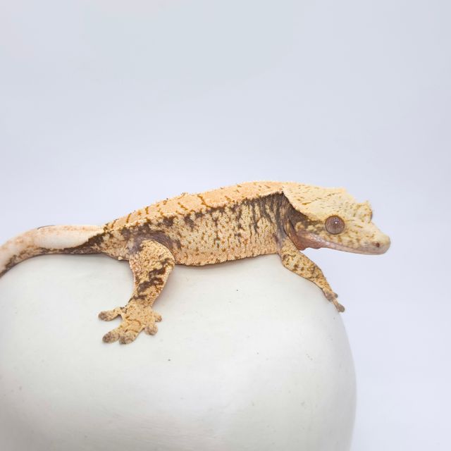 드리피 화이트스팟