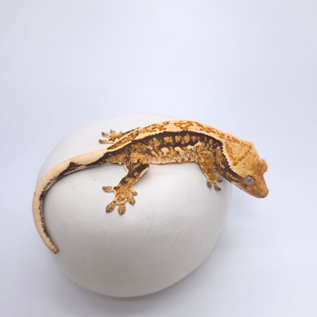 트라이