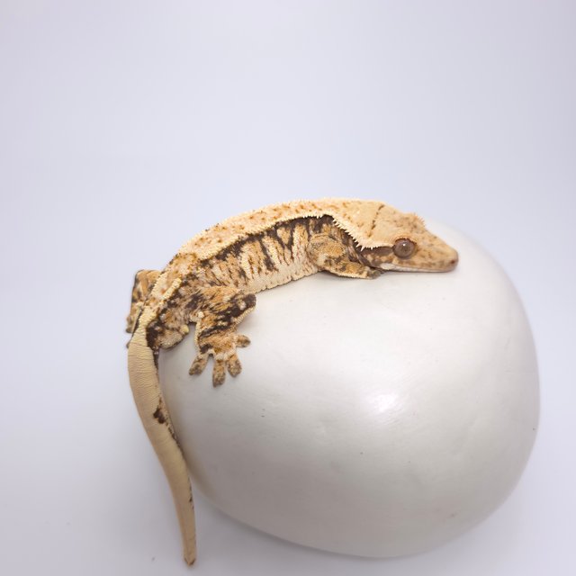 트라이 익스트림할리퀸 화이트스팟