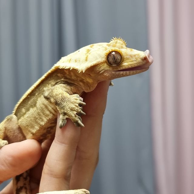 쿼드 풀핀