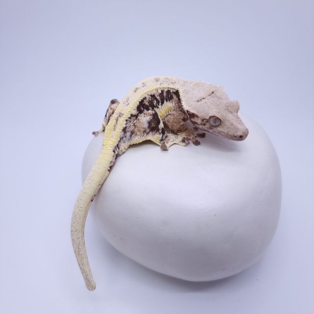 릴리화이트