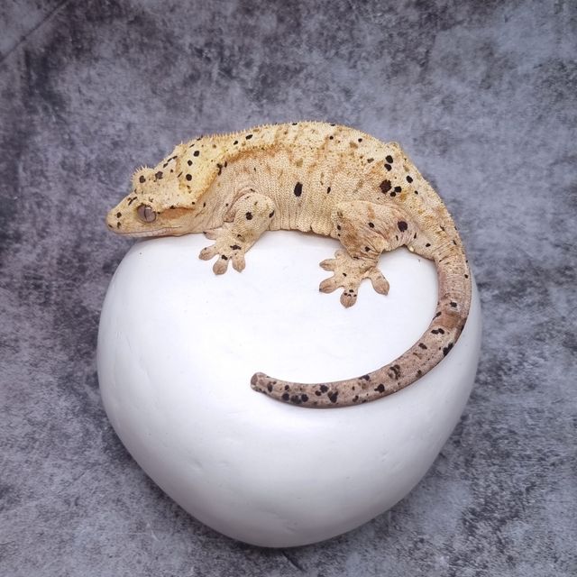 달마시안 옐로우