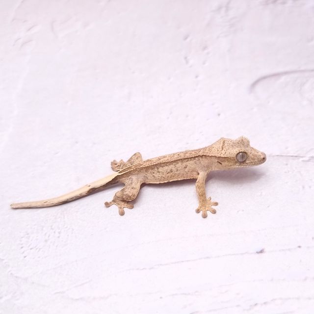 팬텀 옐로우 크림