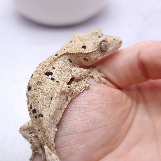 옐로우 슈퍼달마시안