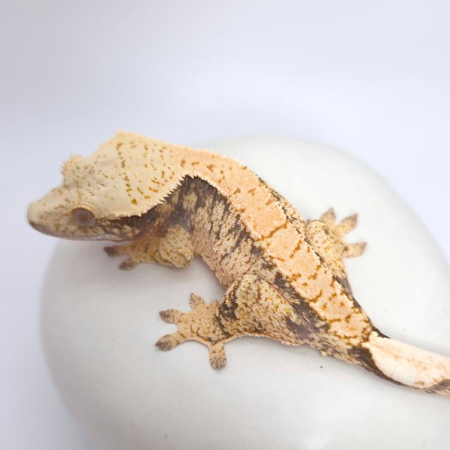 드리피 화이트스팟