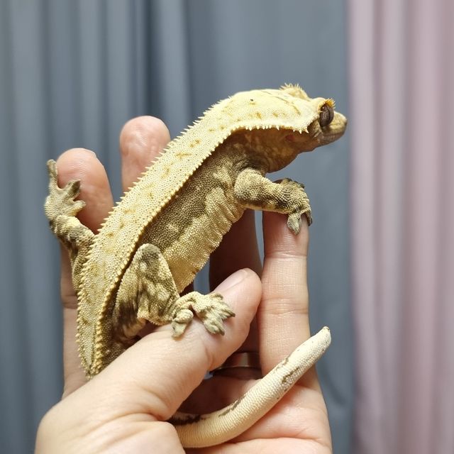 쿼드 풀핀