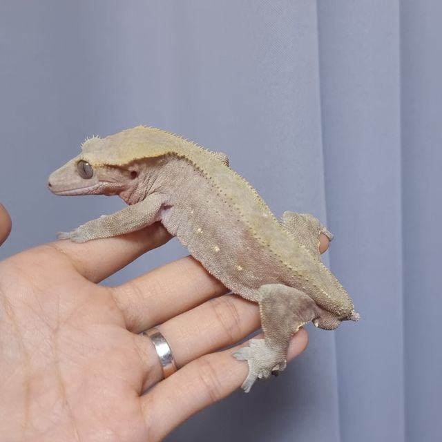 레드 바이