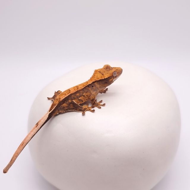 핀스트라이프