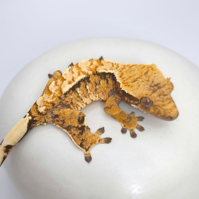 트라이 익스트림할리퀸