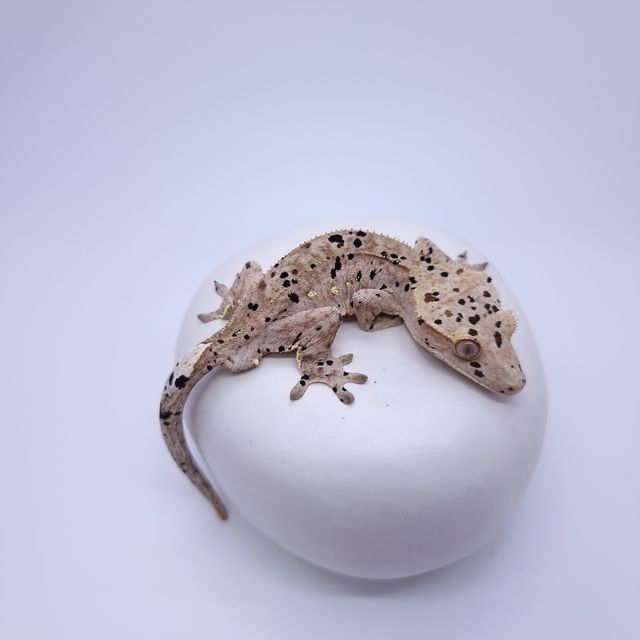 슈퍼달마시안