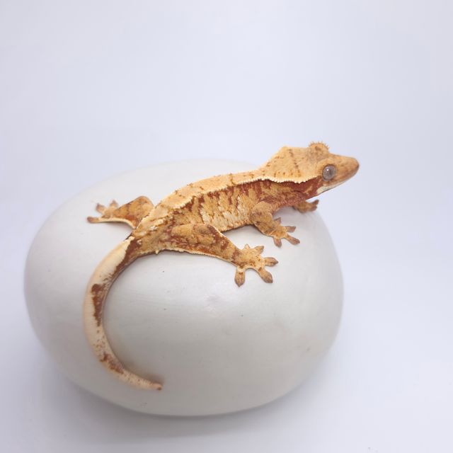레드 트라이