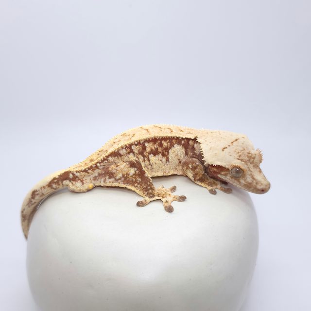 레드 드리피 화이트스팟