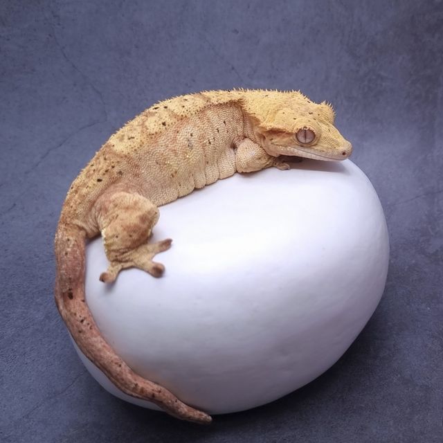 스트로베리 달마시안