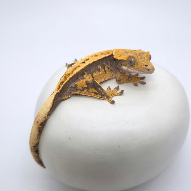 100%헷아잔틱 풀핀