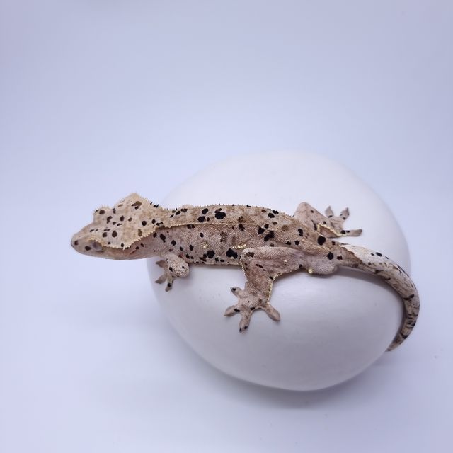 슈퍼달마시안