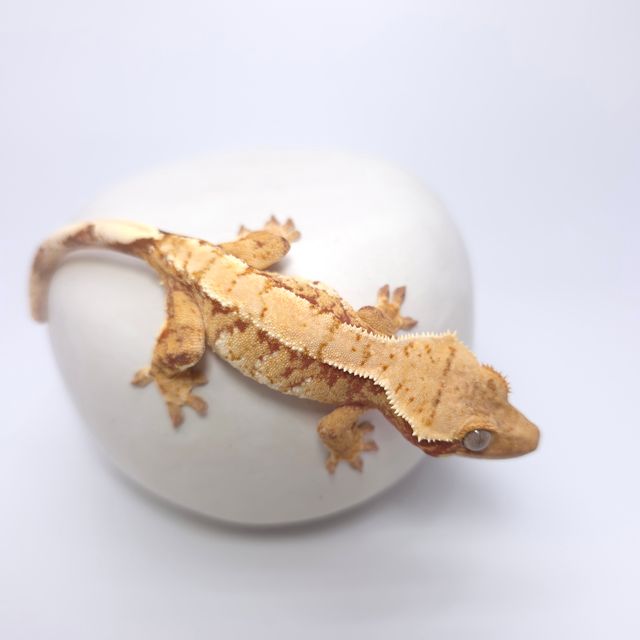 레드 트라이