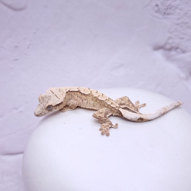 크림 크림시클