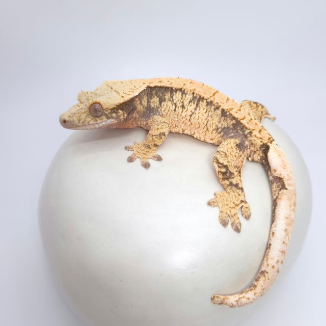 드리피 화이트스팟