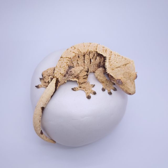 트라이 익스트림할리퀸