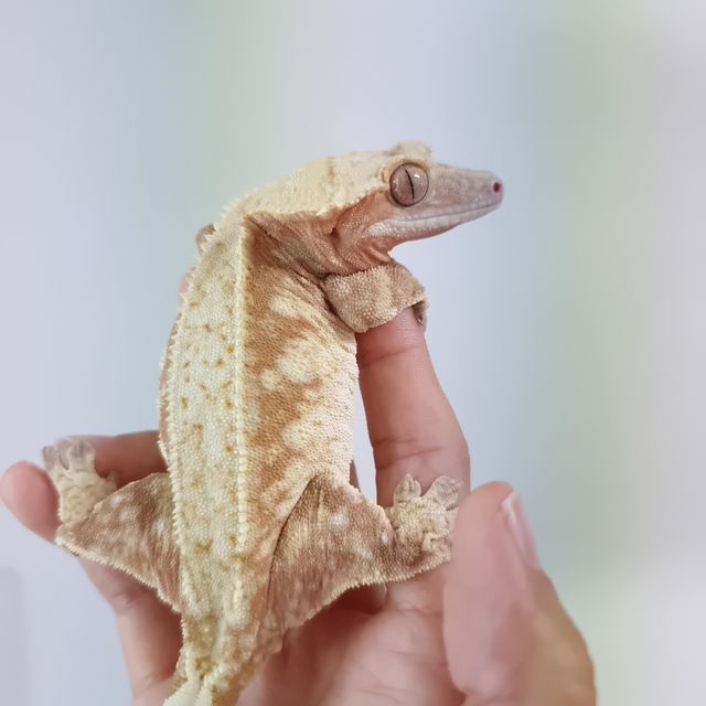 레드 드리피 화이트스팟
