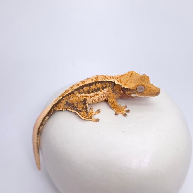 트라이