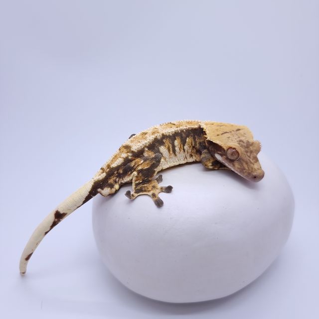 바브 트라이 익스트림할리퀸
