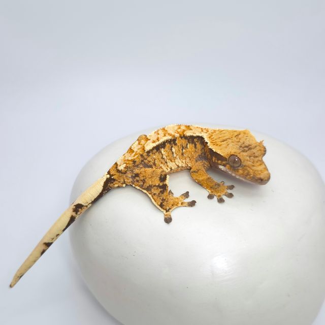 트라이 익스트림할리퀸