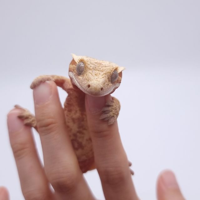 익스트림할리퀸 레드