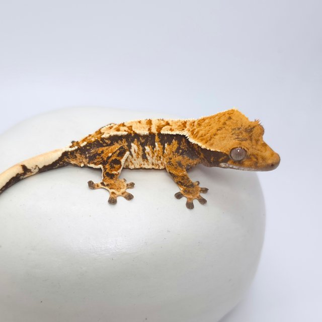 트라이 익스트림할리퀸 텐저린