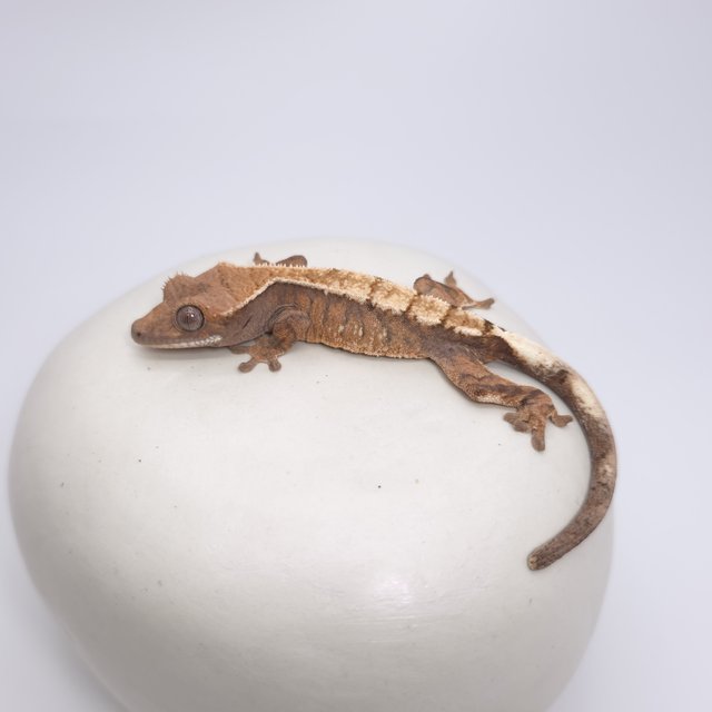 세이블 100%헷아잔틱