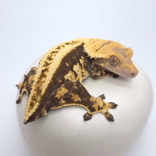 다크 블랙 슈퍼스트라이프