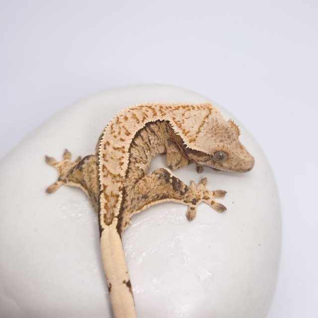 트라이 익스트림할리퀸