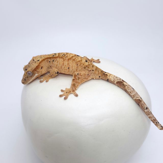달마시안 슈퍼달마시안