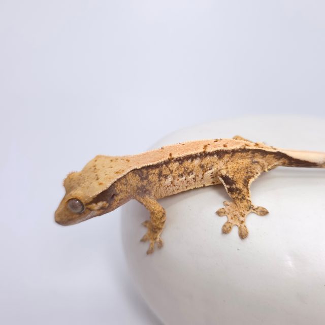트라이
