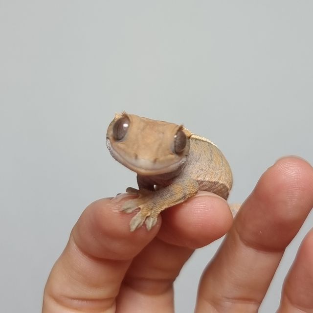 세이블