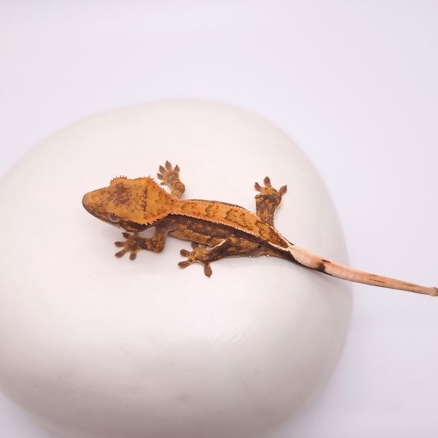 핀스트라이프