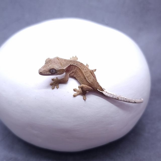 달마시안
