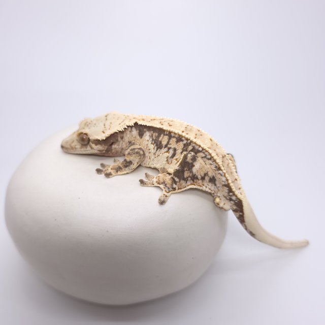 트라이 드리피 화이트스팟