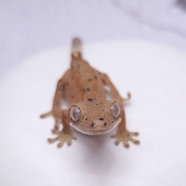 슈퍼달마시안 레드