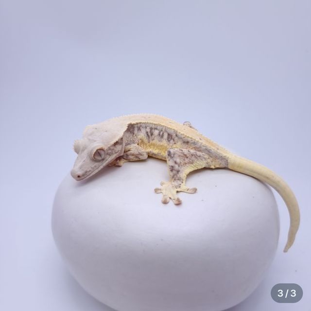노멀 릴리화이트