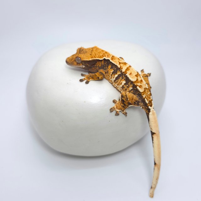 트라이 익스트림할리퀸 텐저린