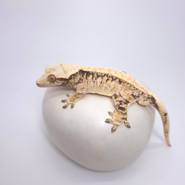 트라이 드리피 화이트스팟