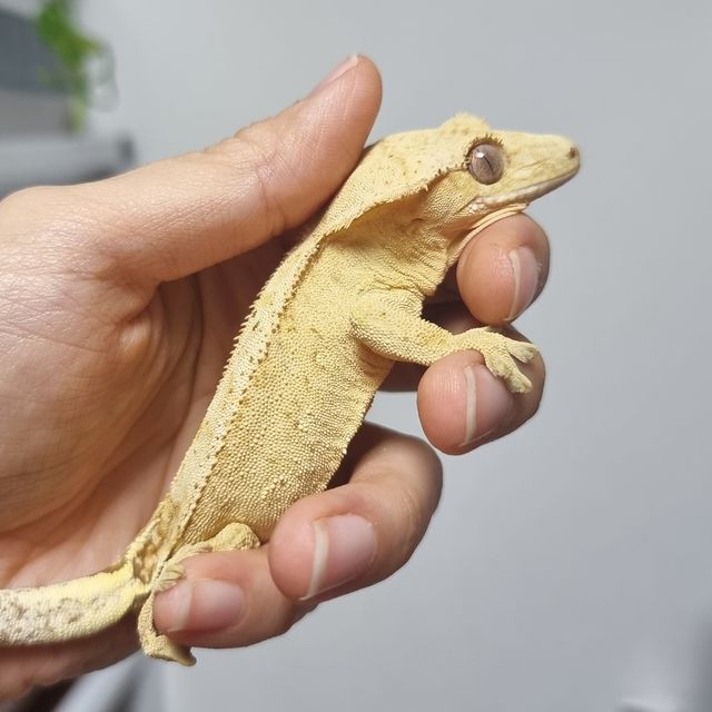 팬텀 옐로우