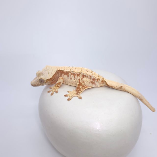 드리피 화이트스팟 레드