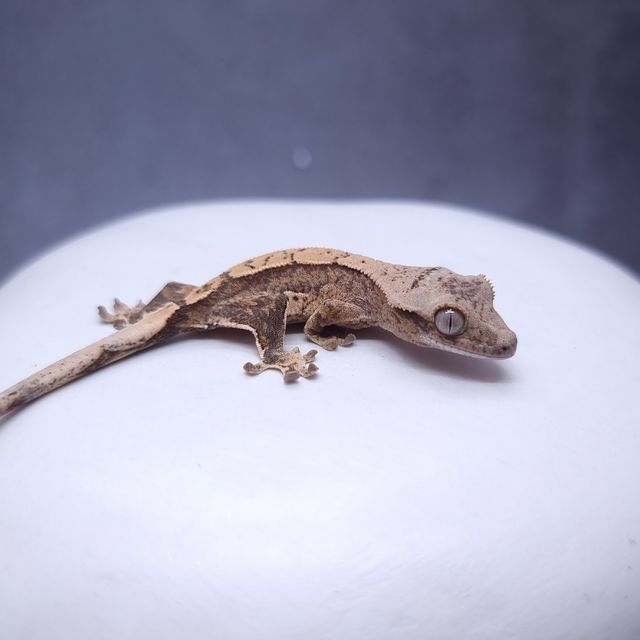 크림시클