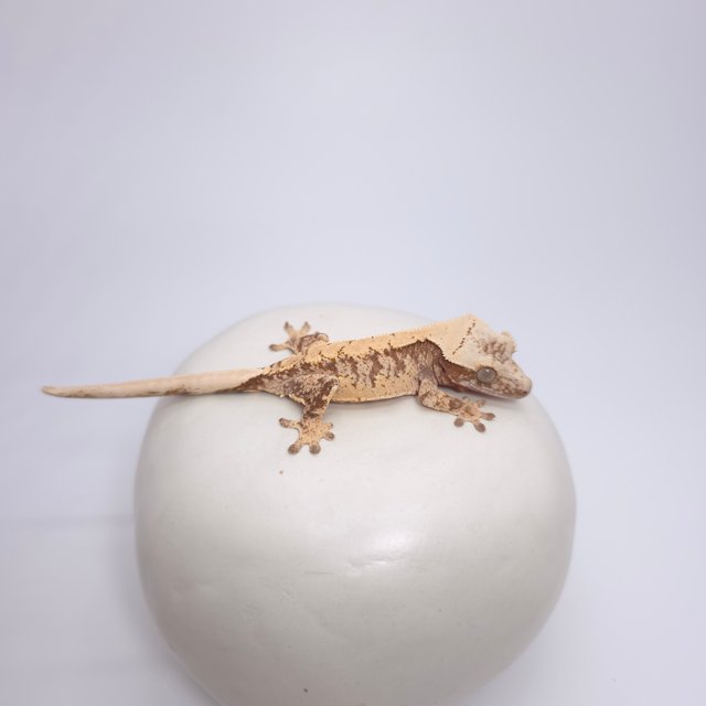 드리피 화이트스팟 레드