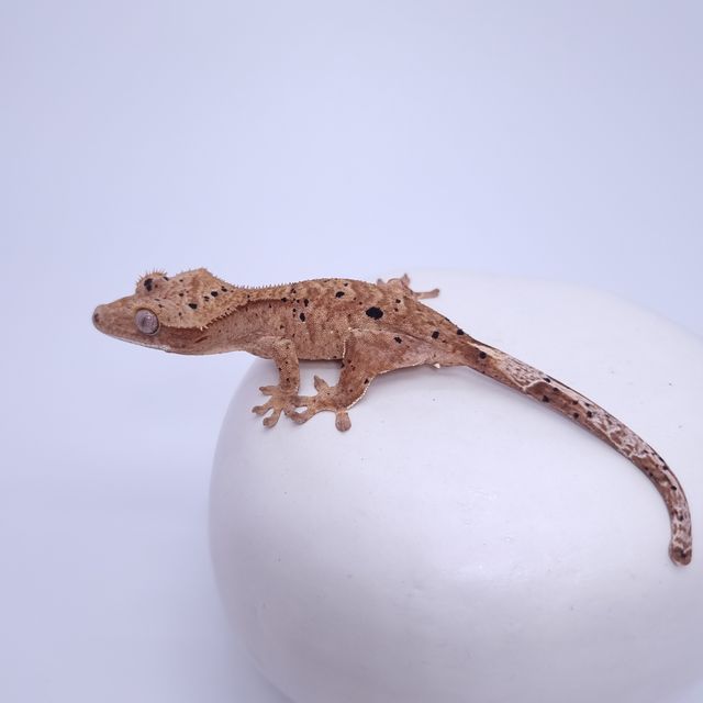 달마시안 슈퍼달마시안