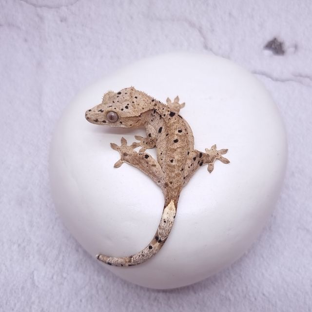 슈퍼달마시안