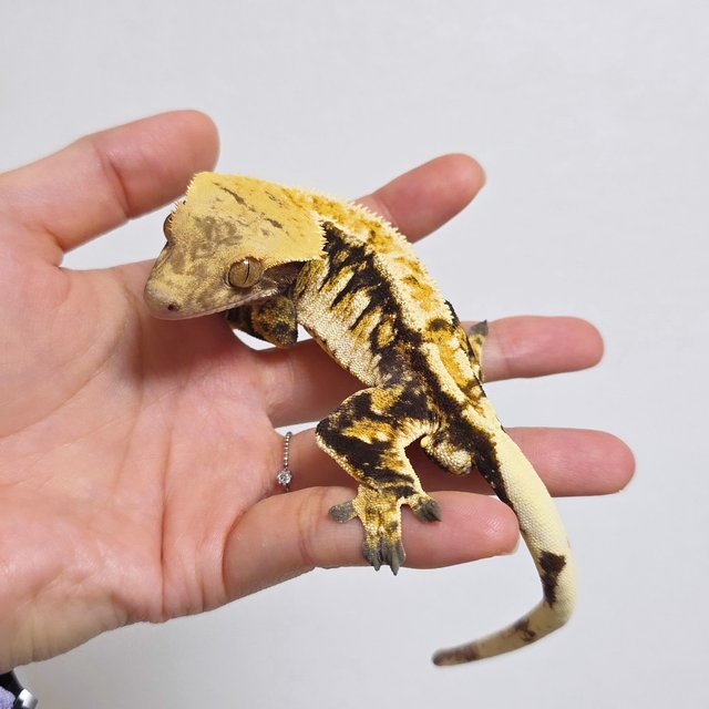 바브 트라이 익스트림할리퀸